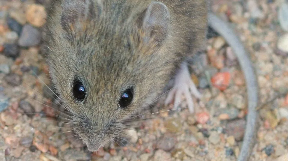 hantavirus — HR news